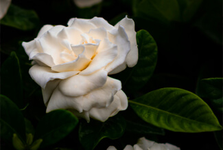 White gardenias