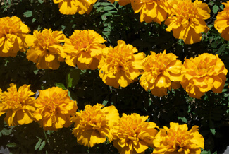 Yellow marigolds