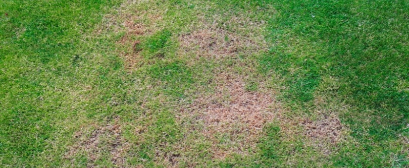 Chinch bug damage on lawn