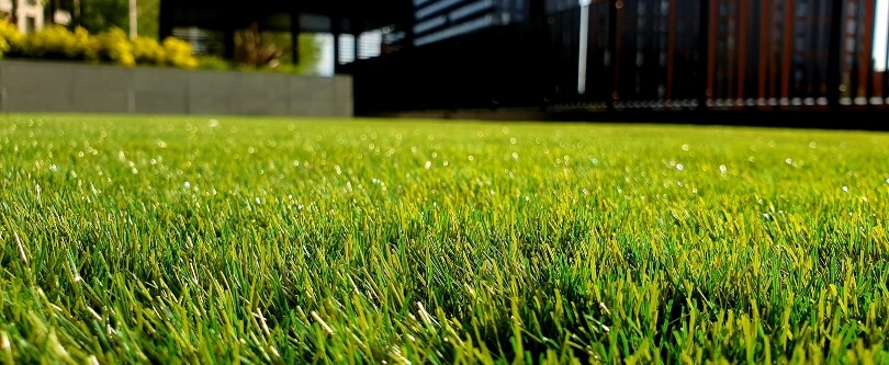 Green summer lawn